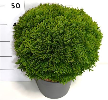 Thuja Occ Danica