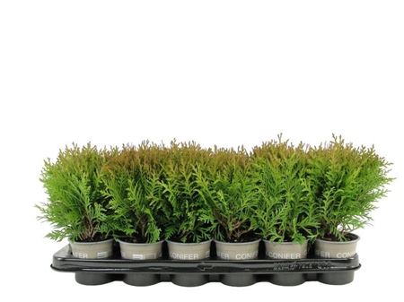 Thuja Occ Danica