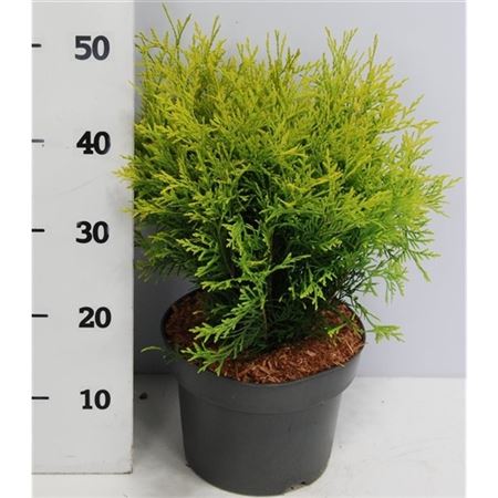 Thuja Occ Golden Globe