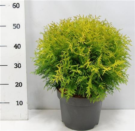 Thuja Occ Golden Globe