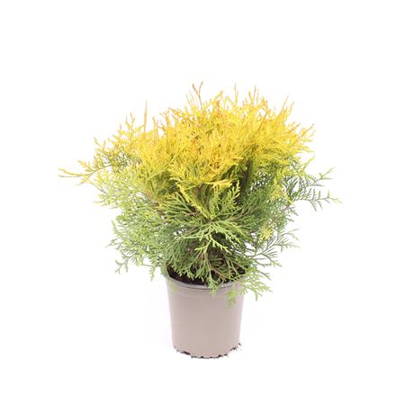 Thuja Occ Golden Globe