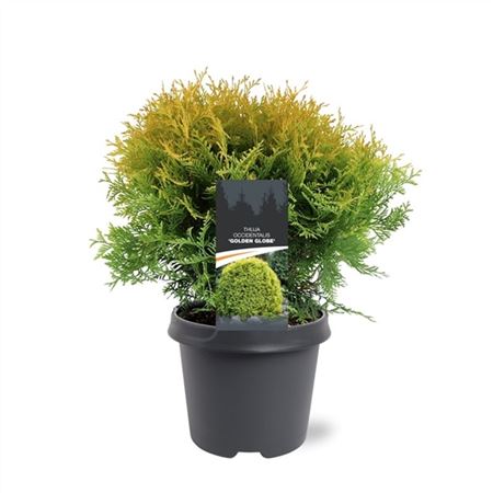 Thuja Occ Golden Globe