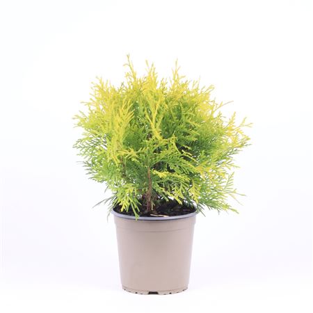 Thuja Occidentalis Golden Globe