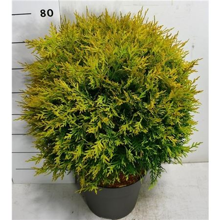 Thuja Occ Golden Globe