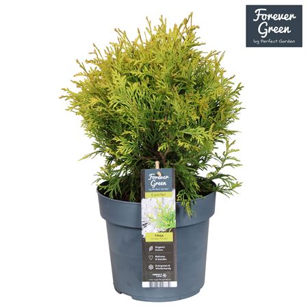 Thuja Occ Golden Globe