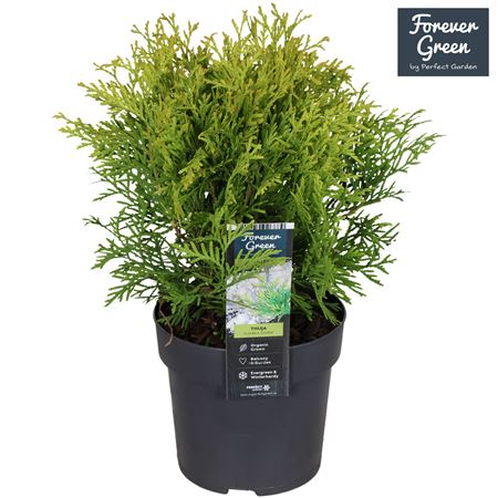 Thuja Occ Golden Globe