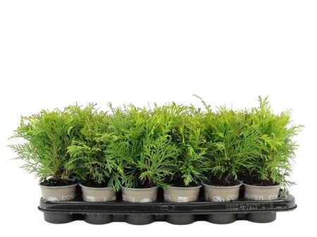 Thuja Occ Golden Globe