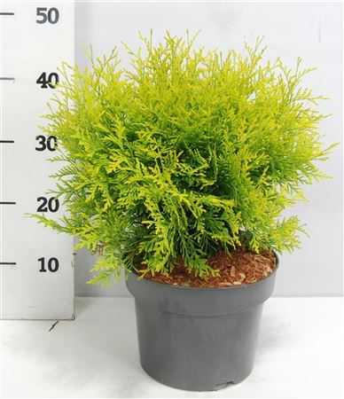 Thuja Occ Golden Globe