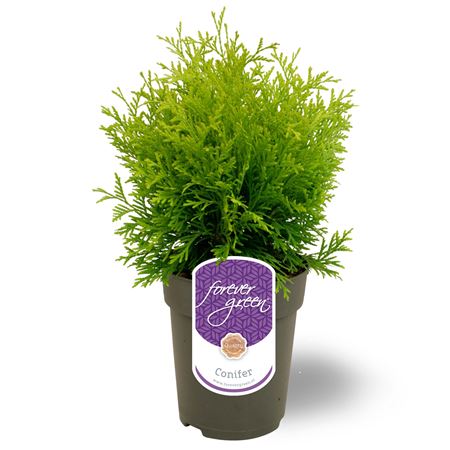 Thuja Occ Golden Globe