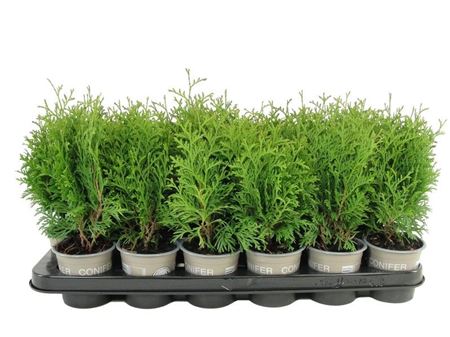 Thuja Occ Holmstrup