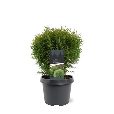Thuja Occ Little Giant