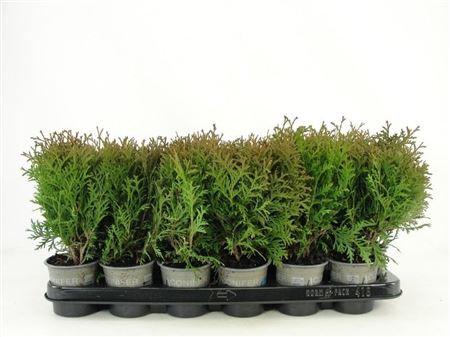 Thuja Occ Little Giant