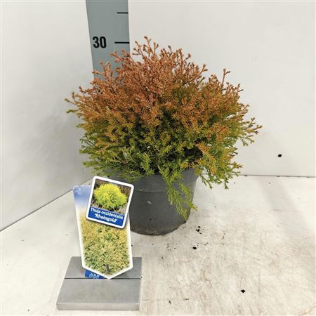 Thuja Occ Rheingold