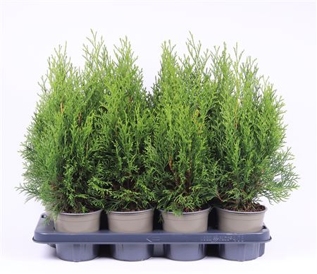 Thuja Occ Smaragd