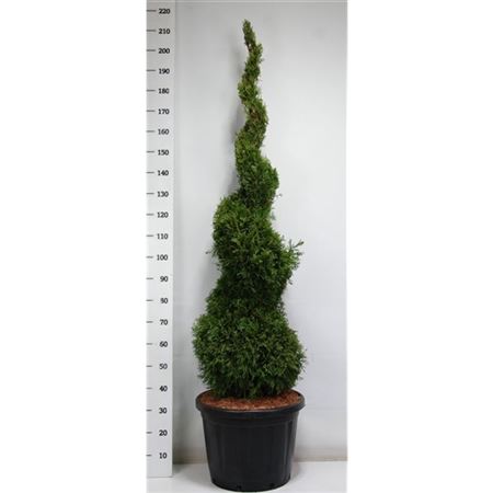 Thuja Occ Smaragd Spiral