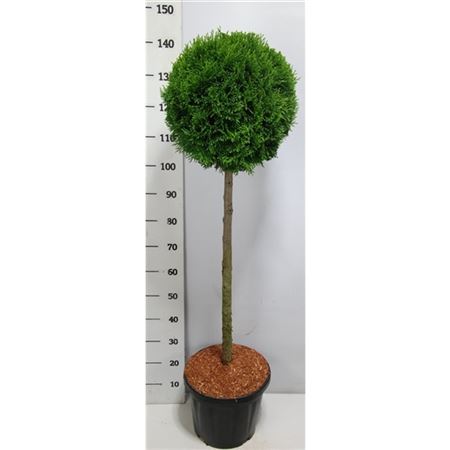 Thuja Occ Smaragd On Stem