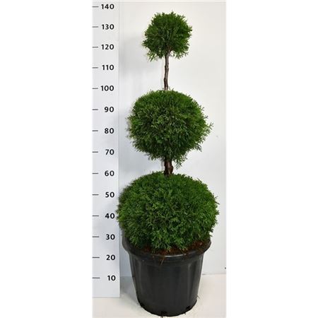 Thuja Occ Smaragd Trio Ball