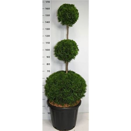 Thuja Occ Smaragd Pon Pon