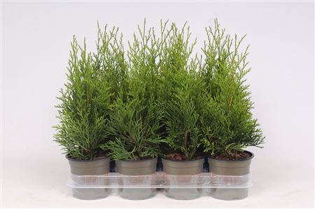 Thuja Occidentalis Smaragd