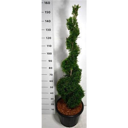 Thuja Occ Smaragd