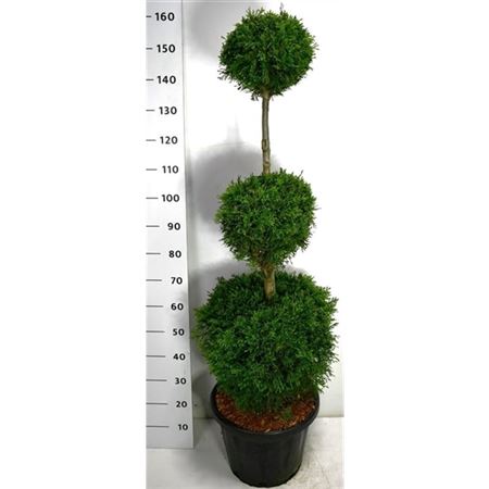 Thuja Occ Smaragd