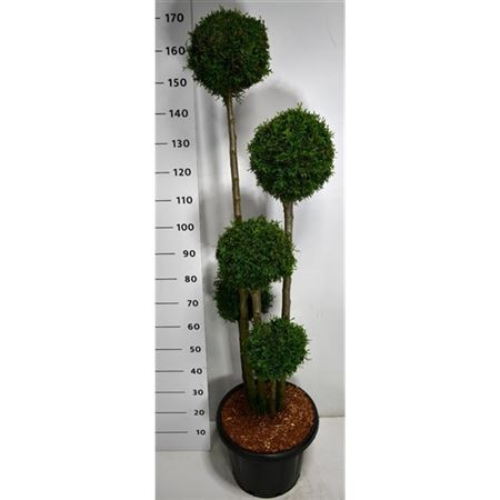 Thuja Occ Smaragd
