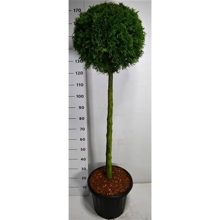 Thuja Occ Smaragd On Stem