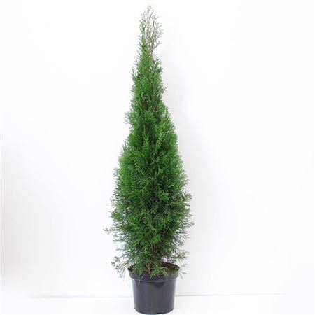 Thuja Occidentalis Smaragd