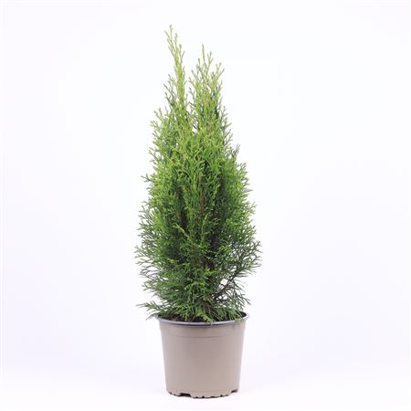 Thuja Occidentalis Smaragd