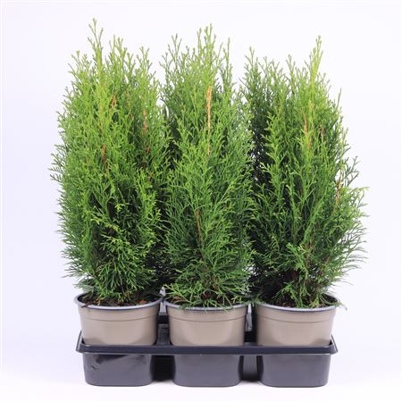 Thuja Occ Smaragd