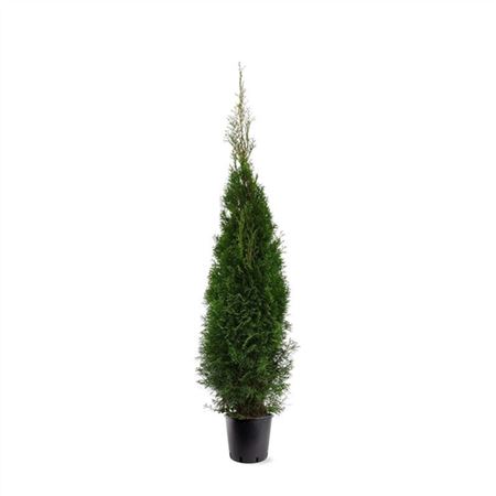Thuja Occidentalis Smaragd