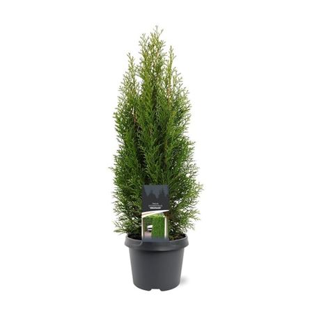 Thuja Occ Smaragd
