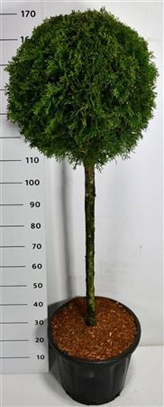 Thuja Occ Smaragd On Stem
