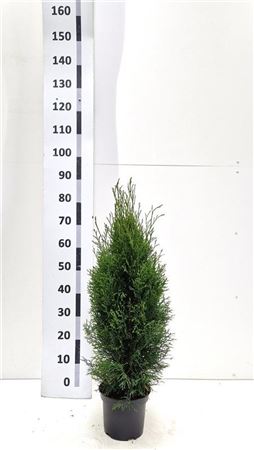 Thuja Occ Smaragd
