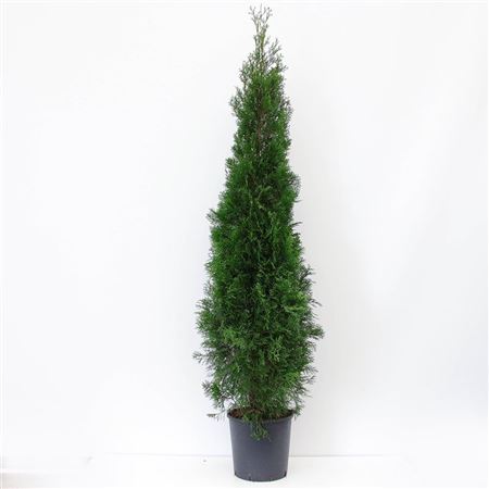 Thuja Occ Smaragd