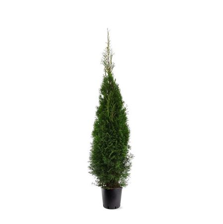 Thuja Occ Smaragd