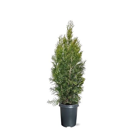Thuja Occ Smaragd