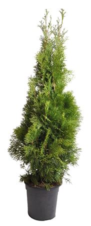 Thuja Occ Smaragd (pressed)