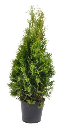 Thuja Occ Smaragd (pressed)
