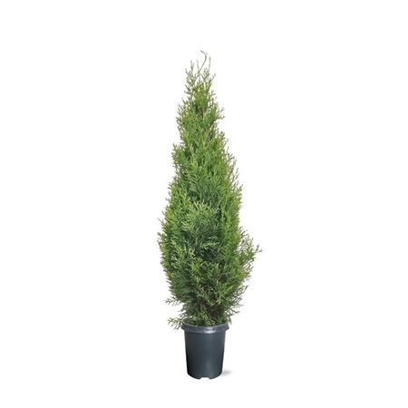Thuja Occ Smaragd