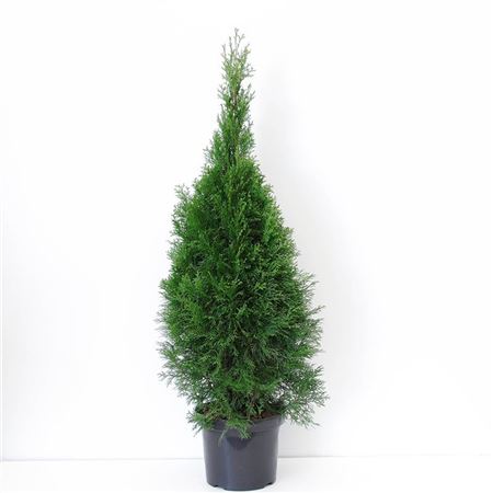 Thuja Occ Smaragd