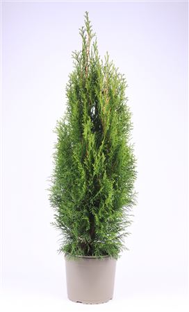 Thuja Occidentalis Smaragd