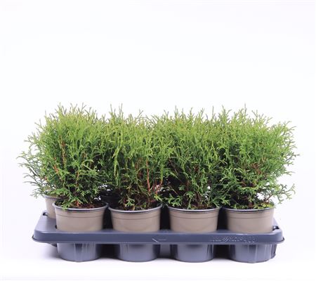 Thuja Occ Tiny Tim