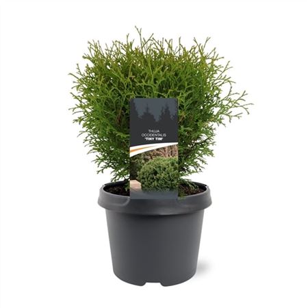 Thuja Occ Tiny Tim