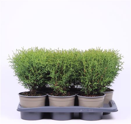 Thuja Occ Tiny Tim