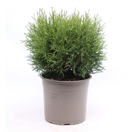 Thuja Occ Tiny Tim