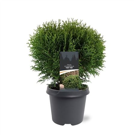 Thuja Occ Tiny Tim
