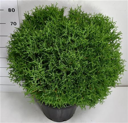 Thuja Occ Tiny Tim