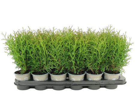 Thuja Occ Tiny Tim