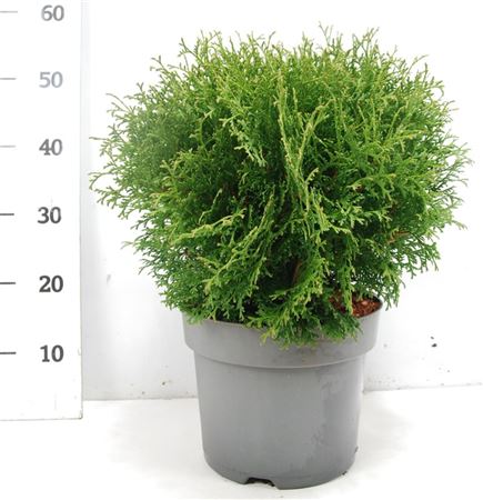 Thuja Occ Tiny Tim